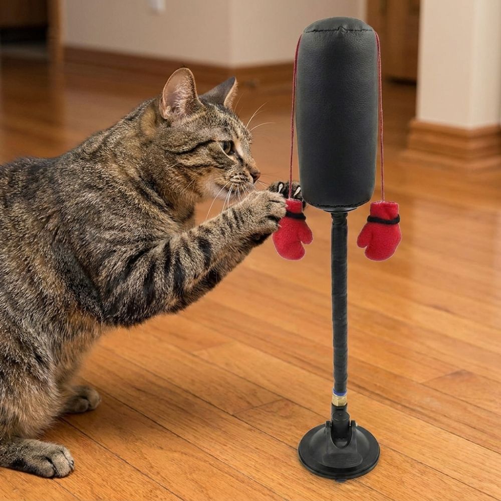 Suction Cup Cat Boxing Scratch - đánh giá và giá Boxing Bag Stand